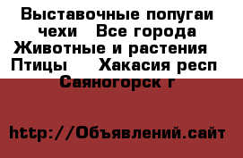 Выставочные попугаи чехи - Все города Животные и растения » Птицы   . Хакасия респ.,Саяногорск г.